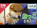 んふー♡ぴとっ、くっつくの♪11代目＜柴犬・豆柴＞