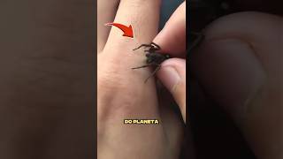 Os INSETOS mais VENENOSOS do PLANETA