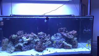 Intro to my 150 gallon Reef Aquarium