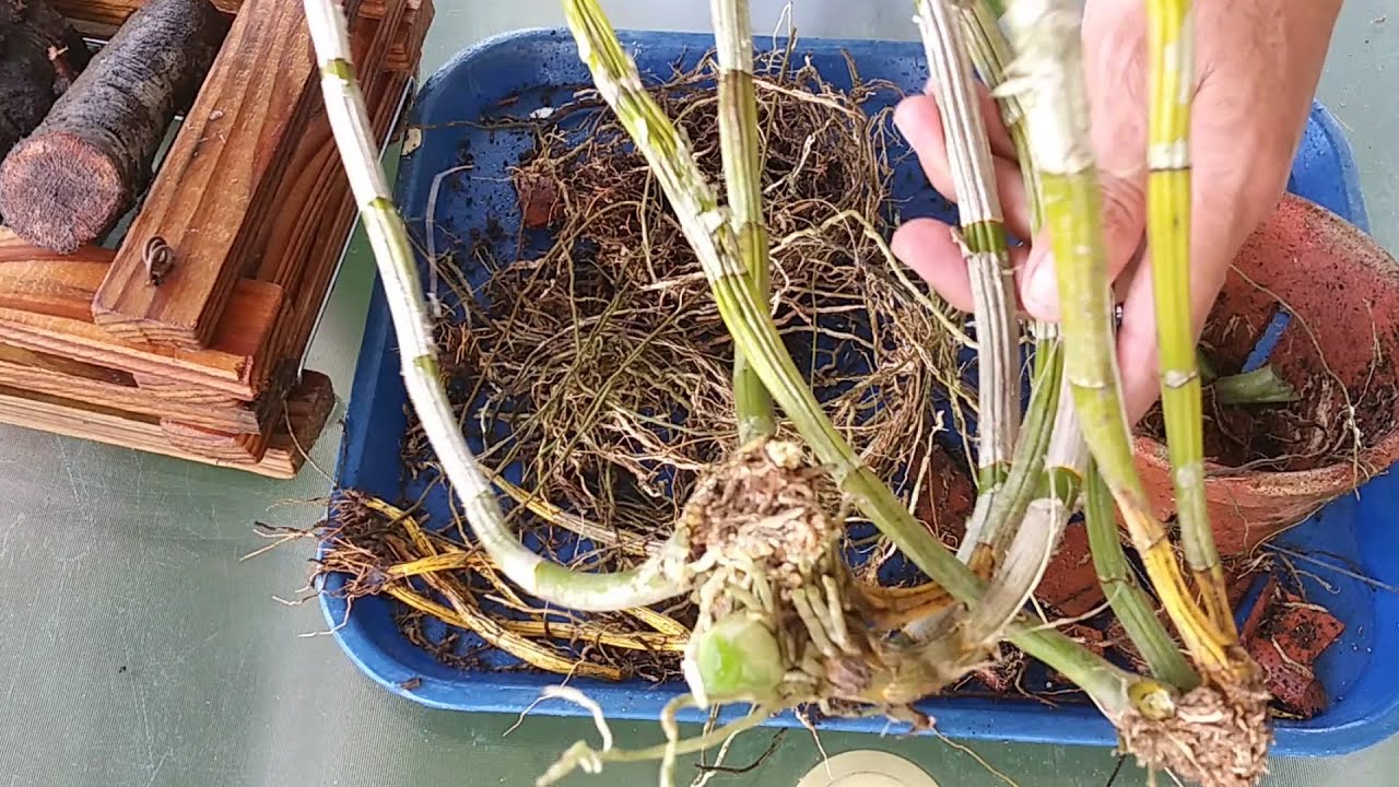 Cómo recuperar Dendrobium en malas condiciones.cutivo en troncos.🌾