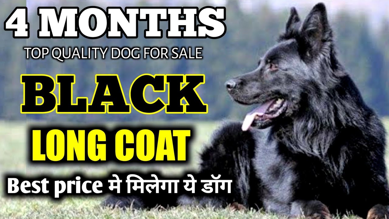 Long coat Black German shepherd for sale gsd blackgsd YouTube