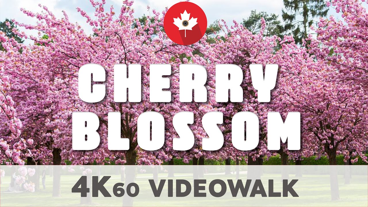 Cherry Blossom Ottawa Walking Tour 01 May 2021 4K UHD 60fps YouTube