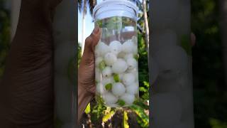 Yummy Rambutan Pickle😋😋😋 #shorts #rambutan #pickle #mygarden #gardening #pickling #rambutanpickle