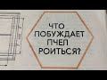 Что заставляет пчел роиться? №6.1986