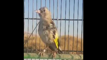 تغريد رائع لفرخ الحسون في عمر 5 أشهر 