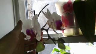 Орхидея фаленопсис зацвела повторно. Хризантемы дали хорошие корни.