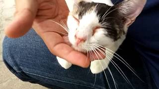 公園で寝転んでいた野良猫をナデナデしてみると喜んで膝の上に乗ってきた。