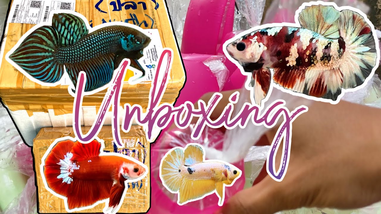 Unboxing ត្រីក្រឹមពីថៃ | แกะกล่องปลากัด #ត្រីក្រឹម #ปลากัด #cupang #betta
