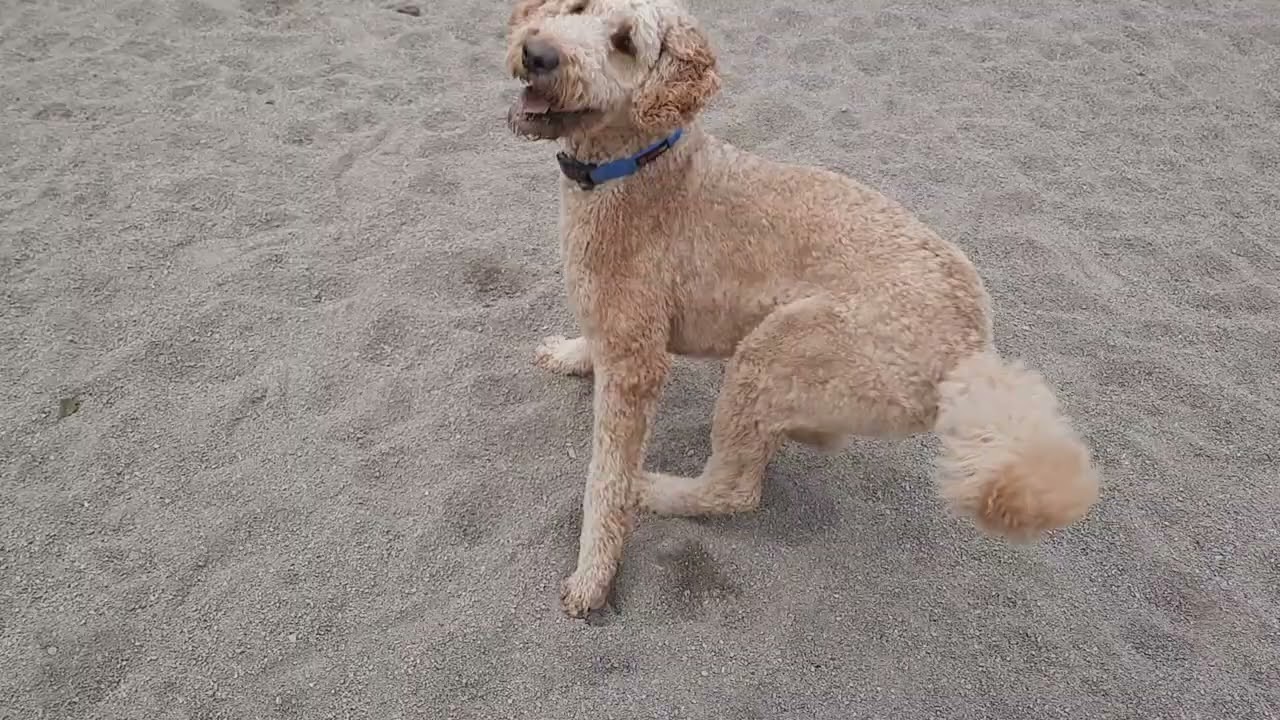 Full house at the dog park