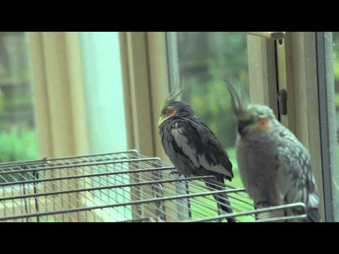 The Birds :: A MadTatter Films Short
