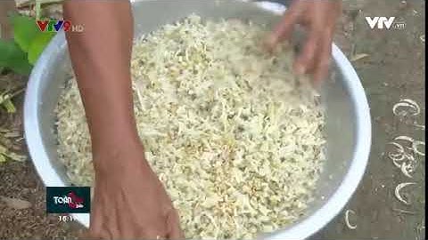 Lão nông sáng tạo máy xay chuối cây với giá chưa tới 300 000 đồng   VTV VN