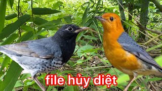 file tổng hợp Hoét lửa   Hoét bụng trắng tụ đàn dùng loa tiện lợi