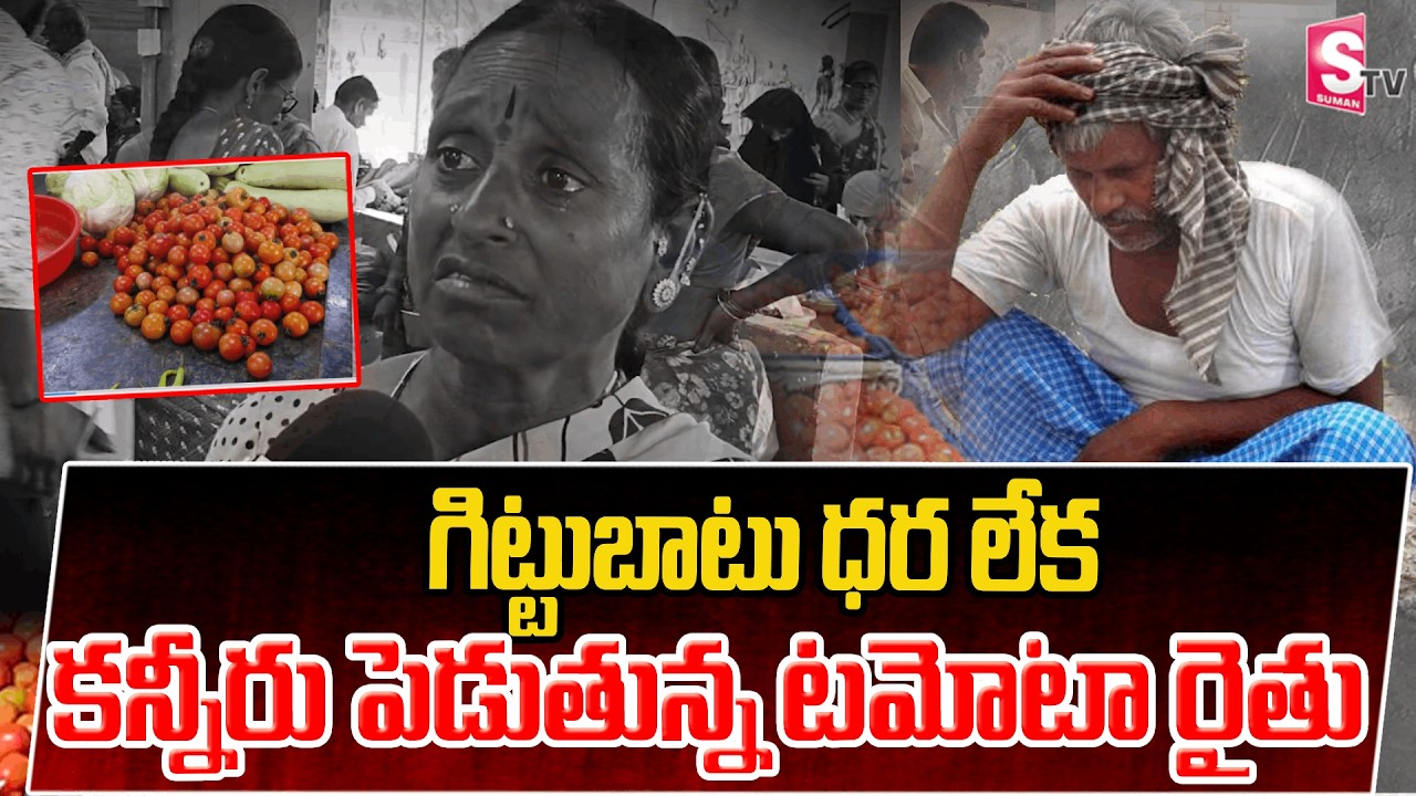 గిట్టుబాటు ధర లేక కన్నీరు పెడుతున్న టమోటా రైతు | Tomato Farmer Crying for Price |@SumanTV Siddipet