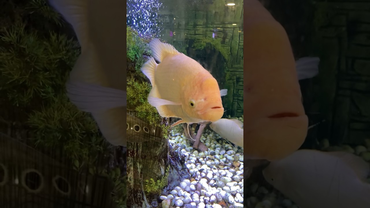 Giant Gourami Fish Community Tank Mates Aquarium