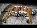 A Tigress Adopted Piglets And Raised Them As Her Own Babies