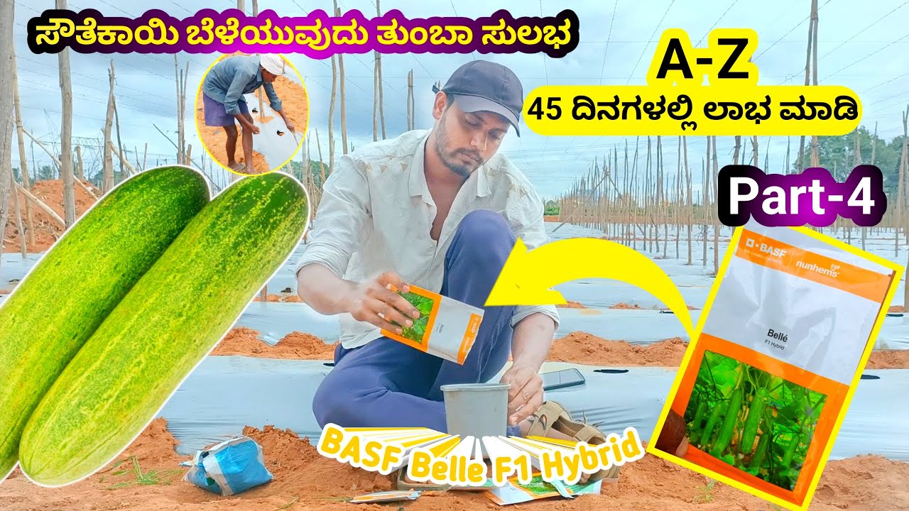 Cucumber ,Belle BASF F1 hybrid | ಸೌತೆಕಾಯಿ ಬೆಳೆದು 45 ದಿನಗಳಲ್ಲಿ ಲಾಭ ಗಳಿಸಬಹುದು