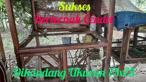 Sukses Berternak Cendet/Pentet di Kandang 75x75 Cm
