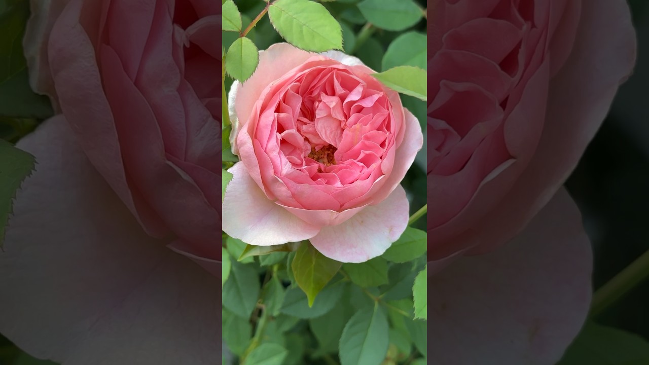 Pink Boscobel Rose is so beautiful rose pinkroses YouTube
