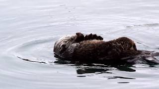 Adorable Baby Otter in Morro Bay by Connie Levenhagen Niemi 3,915 views 6 years ago 1 minute, 2 seconds