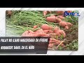 Palay ng ilang magsasaka sa Ifugao nabansot dahil sa El Niño | TV Patrol