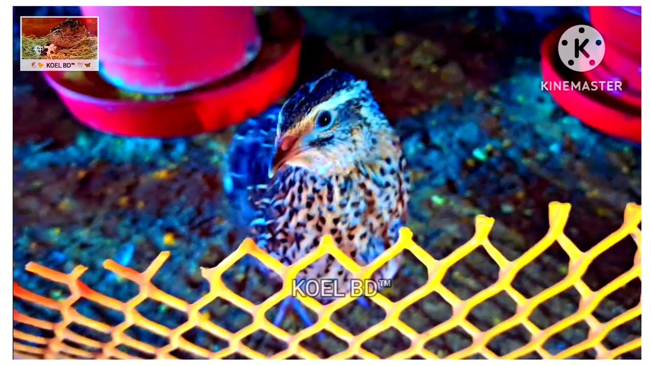 কিভাবে আমার পাখির ডিম দিয়ে বাচ্চা ফুটিয়েছি। পাশাপাশি দেখাবো কিভাবে শীতের দিনে পাখির যত্ন নিবেন। 