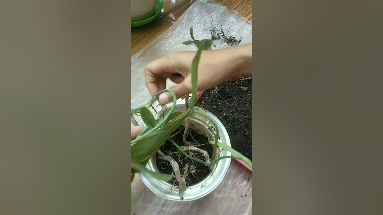 cara-merawat-tanaman-hias-philo-code-philodendron-code-philodendron