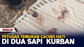 Petugas Temukan Cacing Hati Di Dua Sapi Kurban