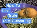 Litter Training Your Guinea Pig