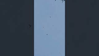 prankul mourya  .00895🕊️🥳🕊️