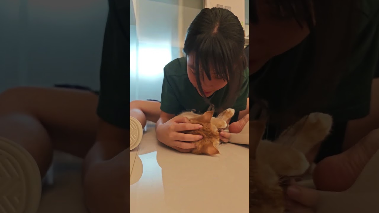 傻貓Ditto流浪記27 之 救命呀！