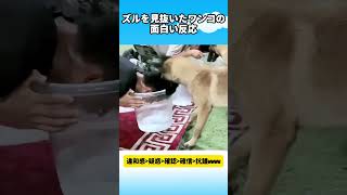 ズルを見抜いたワンコの面白い反応