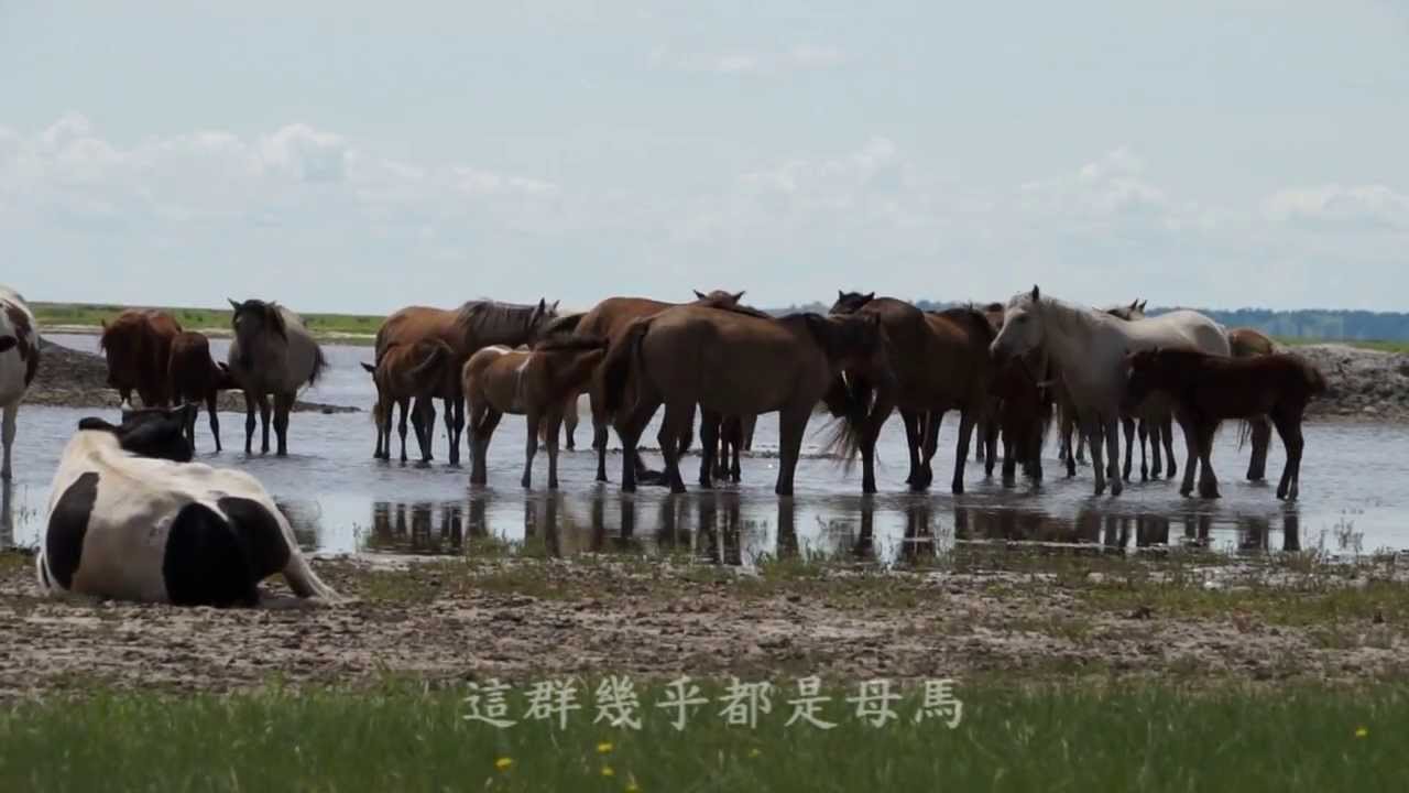 內蒙古呼倫貝爾大草原馬 牛 羊 Youtube