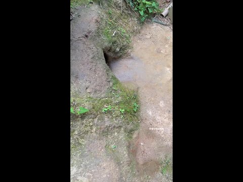 Summer Cave Pastoral Dog Dog Puppy Chinese Pastoral Dog Puppy