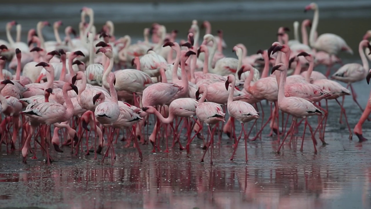 Mixed flock of greater flamingoes (Phoenicopterus ruber) and lesser flamingoes feeding, Namibia