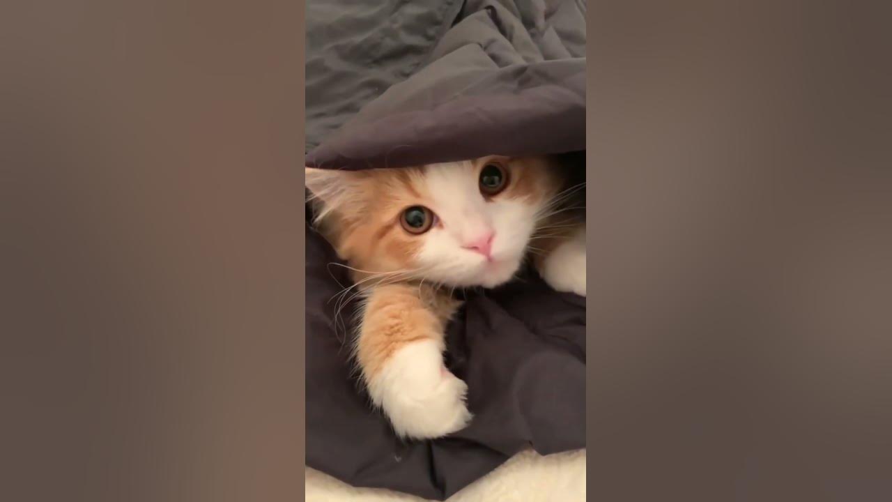 My cat sleeps under my blanket every night YouTube