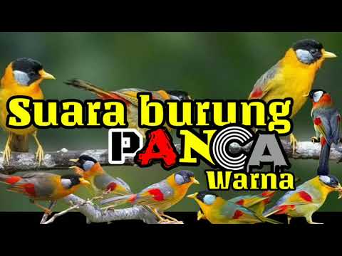 Suara burung panca warna gacor dar der dor suara jernih
