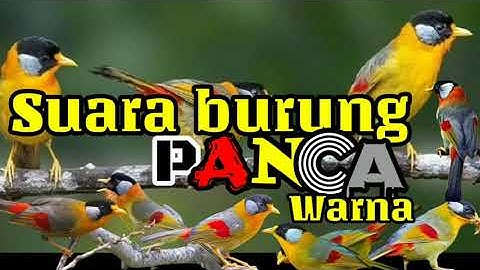 Suara burung panca warna gacor dar der dor suara jernih