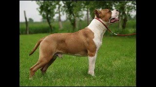 Lamstaff Un Cane Meraviglioso