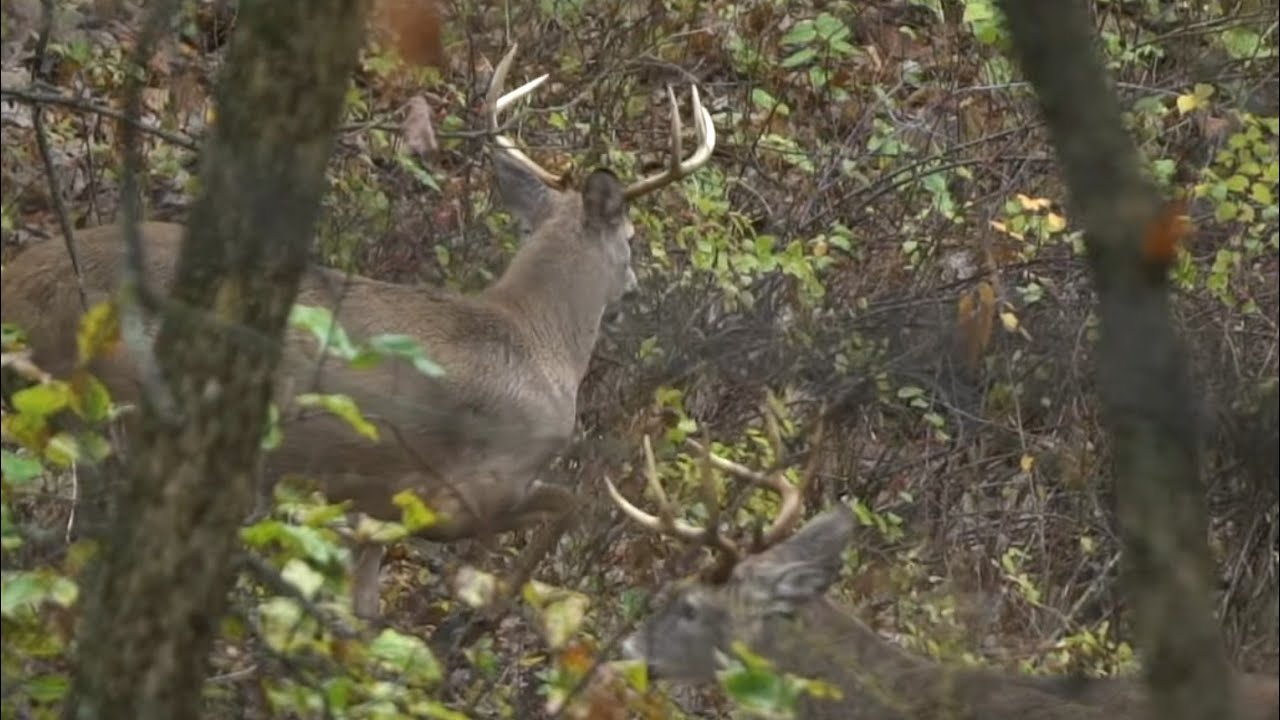 Hack Squirt and Other Whitetail Habitat FAILS to AVOID