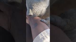 ASMR long baboon grooming #asmr #grooming #relaxing #fyp #asmrsounds 