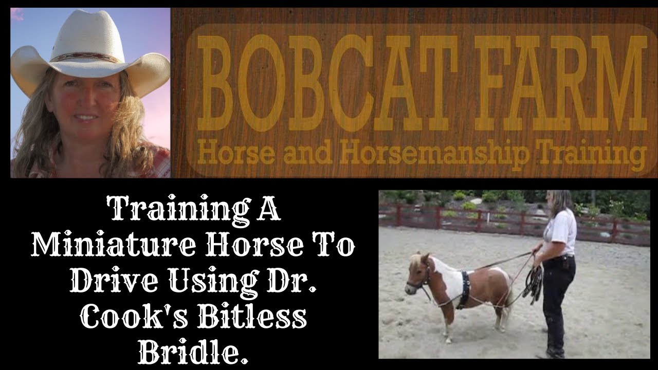 Training a miniature horse to drive using Dr. Cook's bitless bridle.