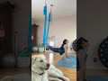 AERIAL YOGA PIKE TO UFD #aerialyoga #shorts #pike #aerialyogaflow #yogateacher #pikes #shortsvideo