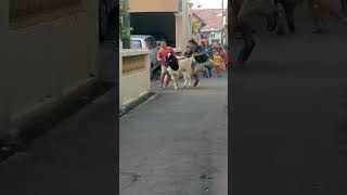 Download Lagu etawa apang 2024 MP3