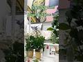 Plant riser is a game changer✨|| #shorts #plants #decoration #amazing #homemade