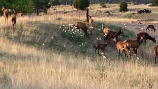 Elk Medicine