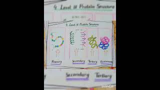 Simple way to Draw 4 level of Protein structure