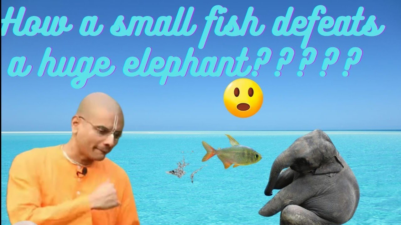 PS 118) Who is more powerful - Fish or Elephant ????