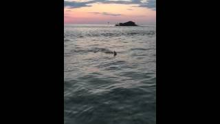 Shark in Hernando Beach Flats.
