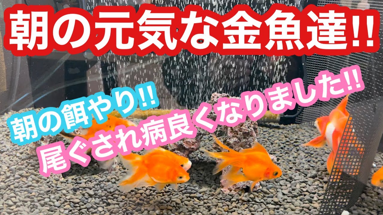 金魚 元気 朝の元気な金魚達 尾ぐされ病良くなりました 朝の餌やり Youtube