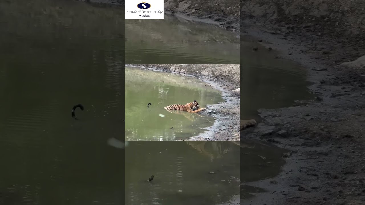 Experience the Wildlife at Kabini!